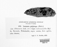 Lecanora alpigena image